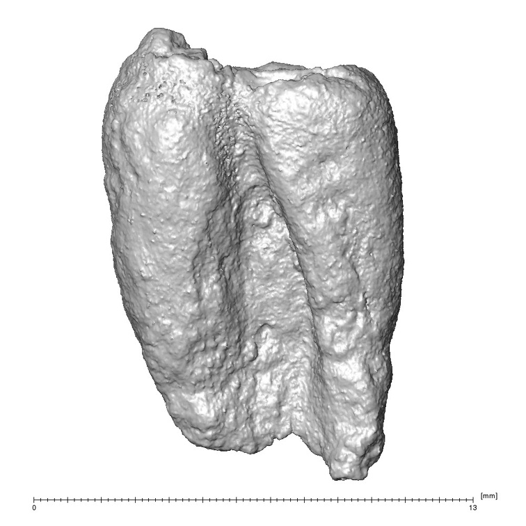 STEINHEIM SMNS-P-17230 Homo heidelbergensis root fragment view1