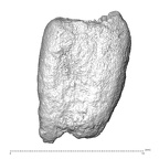 STEINHEIM SMNS-P-17230 Homo heidelbergensis root fragment view2