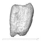 STEINHEIM SMNS-P-17230 Homo heidelbergensis root fragment view 2