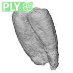 STEINHEIM SMNS-P-17230 Homo heidelbergensis root fragment ply
