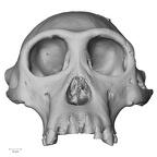 Craniodental