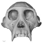 Pan troglodytes verus