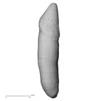 TAI-0088 Pan troglodytes verus LLC buccal