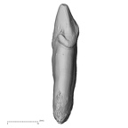 TAI-0088 Pan troglodytes verus LLC distal