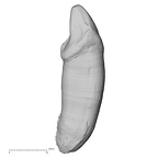 TAI-0088 Pan troglodytes verus LLC lingual