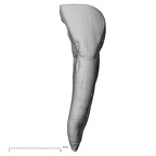 TAI-0088 Pan troglodytes verus LLI2 buccal