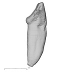 TAI-0088 Pan troglodytes verus LLI2 distal