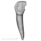 TAI-0088 Pan troglodytes verus LLI2 lingual