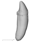 TAI-0088 Pan troglodytes verus LRC buccal