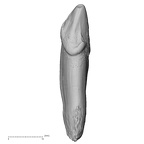 TAI-0088 Pan troglodytes verus LRC distal