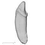 TAI-0088 Pan troglodytes verus LRC lingual