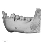 TAI-0088 Pan troglodytes verus mandible lateral