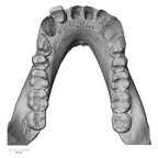 TAI-0088 Pan troglodytes verus mandible superior