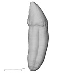 TAI-0088 Pan troglodytes verus ULC buccal