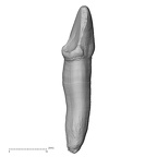 TAI-0088 Pan troglodytes verus ULC distal