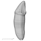 TAI-0088 Pan troglodytes verus ULC lingual