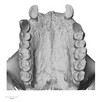 TAI-0088 Pan troglodytes verus maxilla inferior