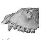 TAI-0088 Pan troglodytes verus maxilla lateral
