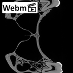 TAI-0088 Pan troglodytes verus maxilla ct stack movie