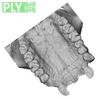 TAI-0088 Pan troglodytes verus maxilla ply