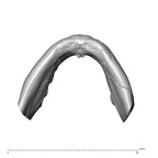 NGA88 SK1030 Homo sapiens mandible dentition inferior