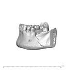 NGA88 SK1030 Homo sapiens mandible dentition lateral right