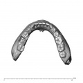 NGA88 SK1030 Homo sapiens mandible dentition superior