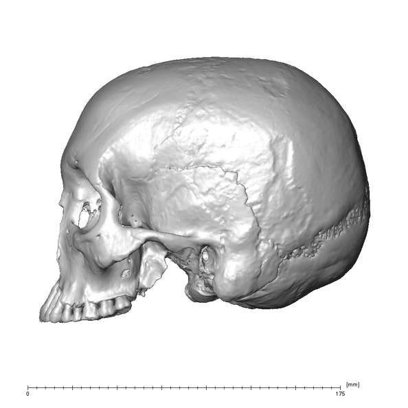NGA88 SK1053 Homo sapiens cranium lateral left