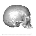 NGA88_SK1053_Homo_sapiens_cranium_lateral_right.jpg