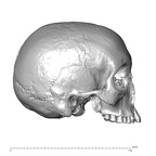 NGA88 SK1053 Homo sapiens cranium lateral right