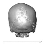 NGA88 SK1053 Homo sapiens cranium posterior