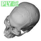 NGA88 SK1053 Homo sapiens cranium ply