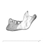 NGA88 SK1053 Homo sapiens mandible lateral left