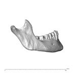 NGA88 SK1053 Homo sapiens mandible lateral right