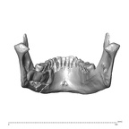 NGA88 SK1053 Homo sapiens mandible posterior
