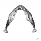 NGA88 SK1053 H. sapiens mandible