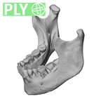 NGA88 SK1053 Homo sapiens mandible ply