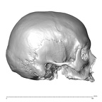 NGA88 SK1067 H. sapiens cranium lateral