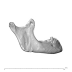 NGA88 SK1067 Homo sapiens mandible lateral