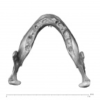 NGA88 SK1067 Homo sapiens mandible superior