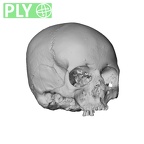 NGA88 SK1130 Homo sapiens cranium ply