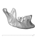 NGA88 SK1130 Homo sapiens mandible lateral