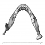 NGA88 SK1130 H. sapiens mandible