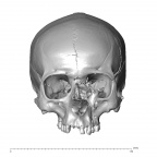 NGA88 SK1212 Homo sapiens cranium anterior