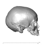 NGA88 SK1212 Homo sapiens cranium lateral right
