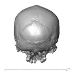 NGA88 SK1212 Homo sapiens cranium posterior