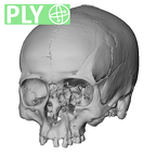 NGA88 SK1212 Homo sapiens cranium ply