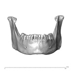 NGA88 SK1212 Homo sapiens mandible anterior