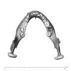 NGA88 SK1212 Homo sapiens mandible superior