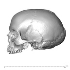 NGA88 SK1218 Homo sapiens cranium lateral left